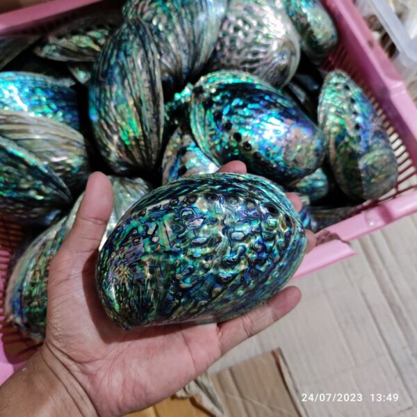Shells Decoration